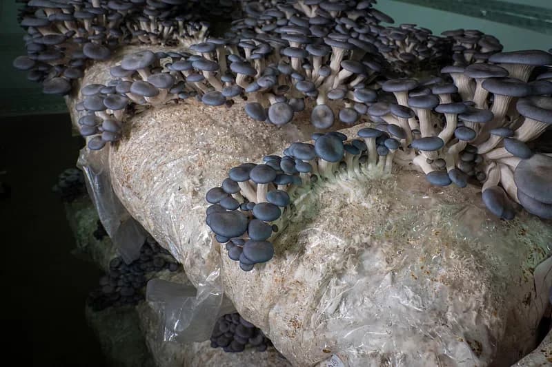 Oyster mushroom bags on a growing rack