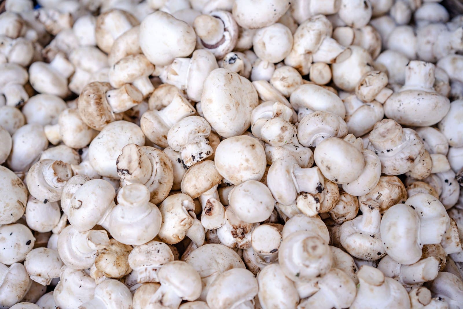 Button mushroom