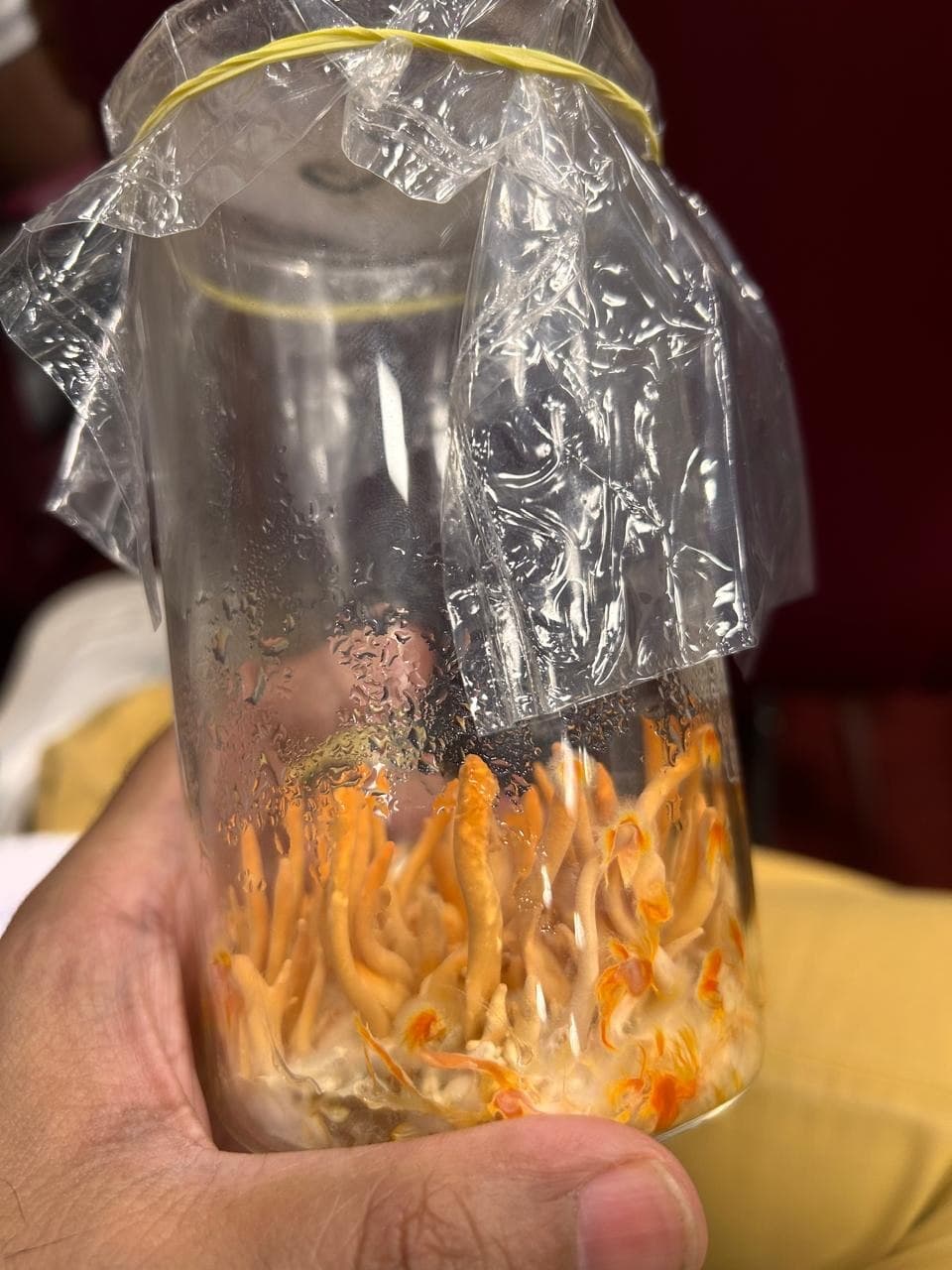 Cordyceps mushroom