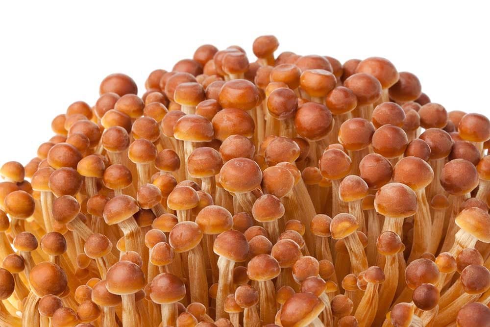 Enoki mushroom