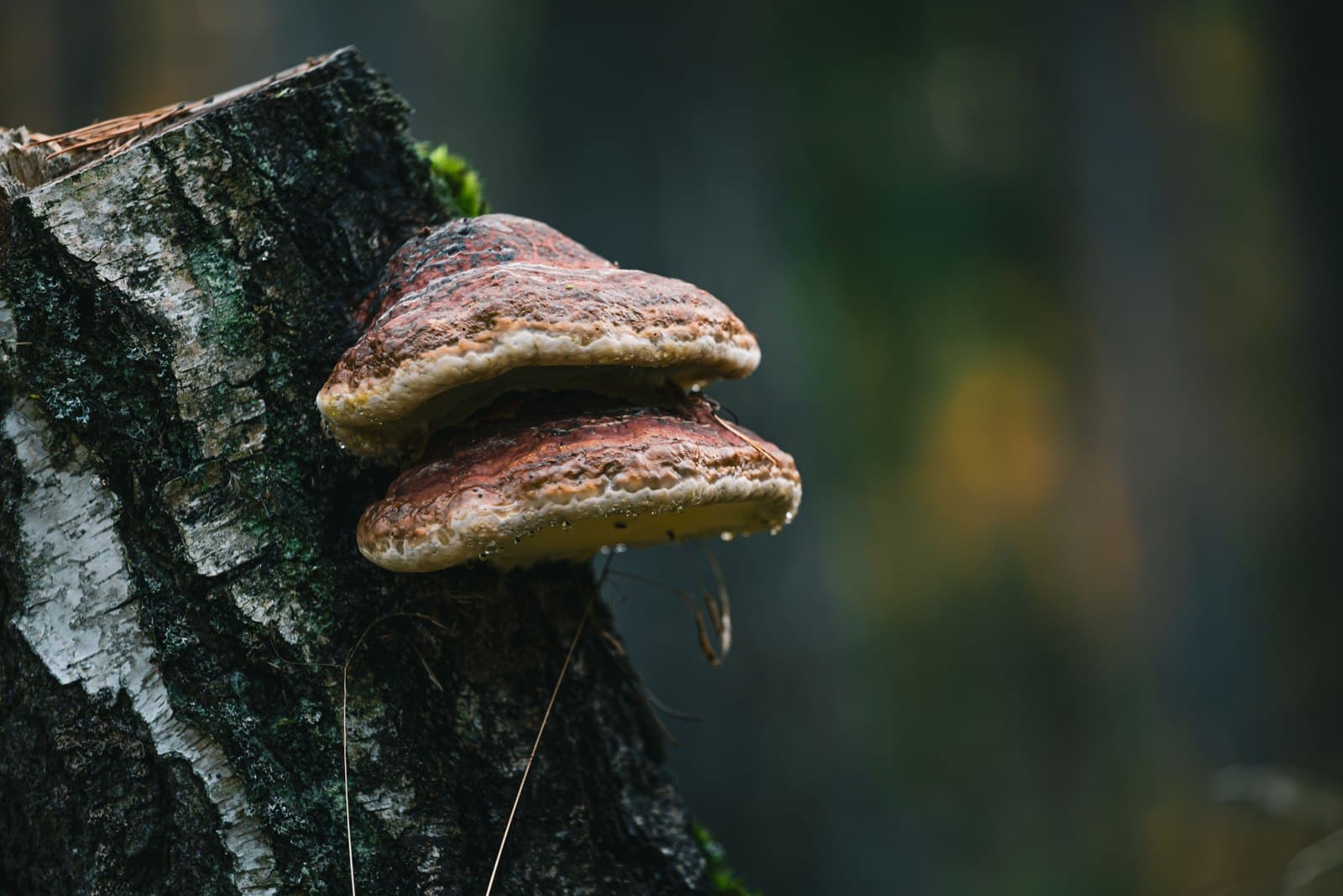 Ganoderma (Reishi) mushroom