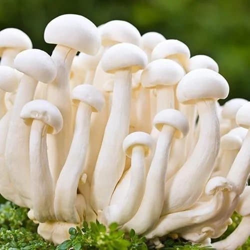 Milky mushroom