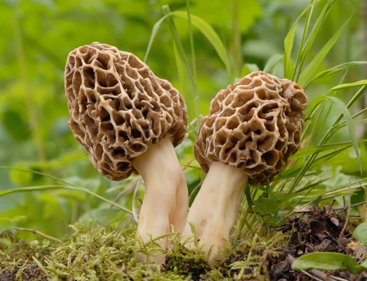 Morel (Gucchi) mushroom