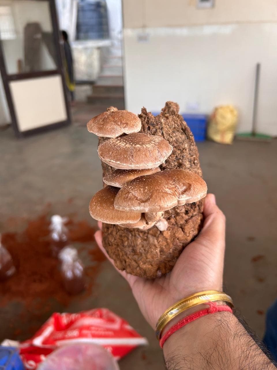 Shiitake mushroom