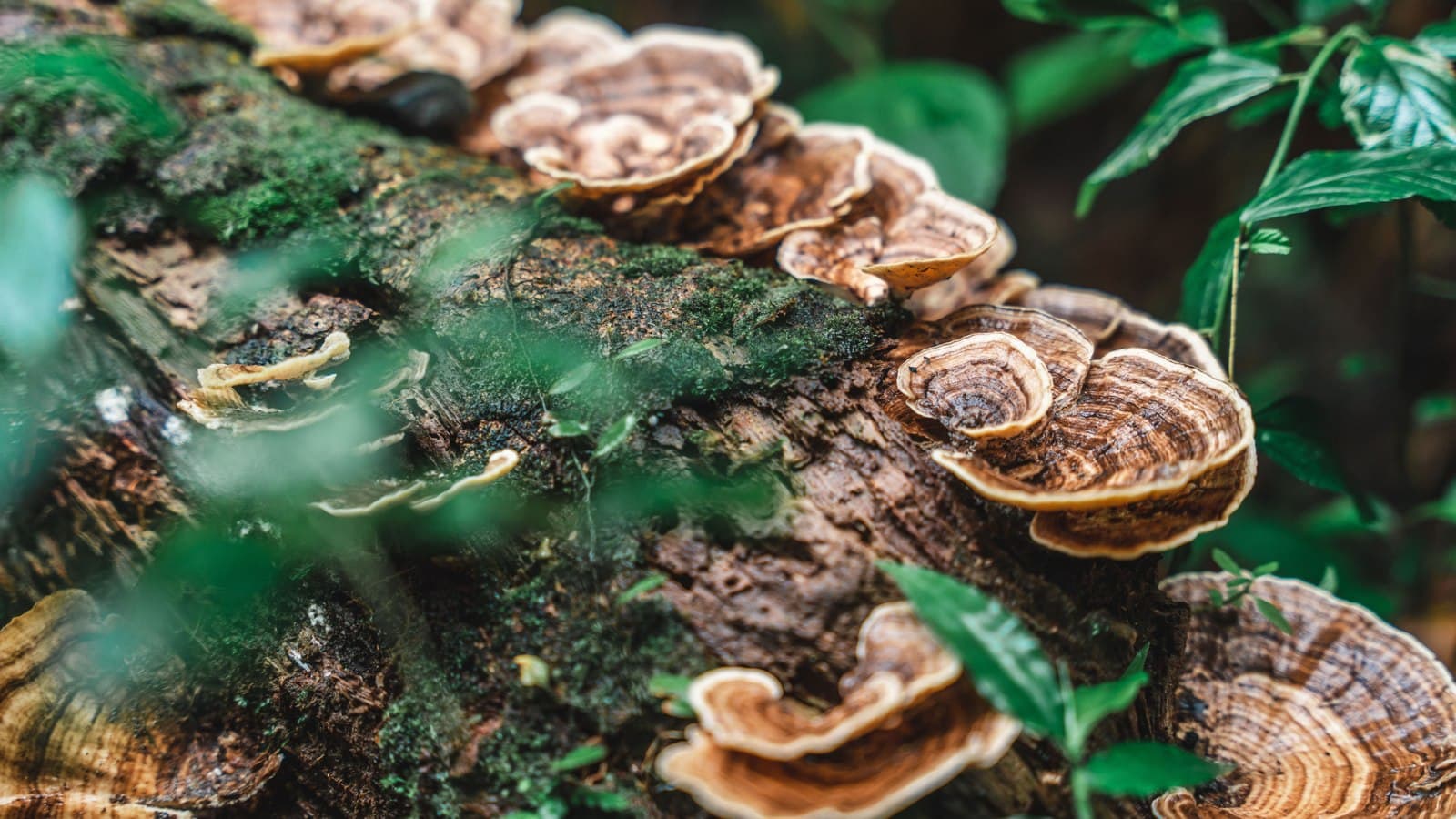 Turkey Tail mushroom