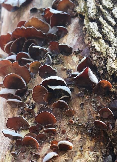 Wood Ear mushroom
