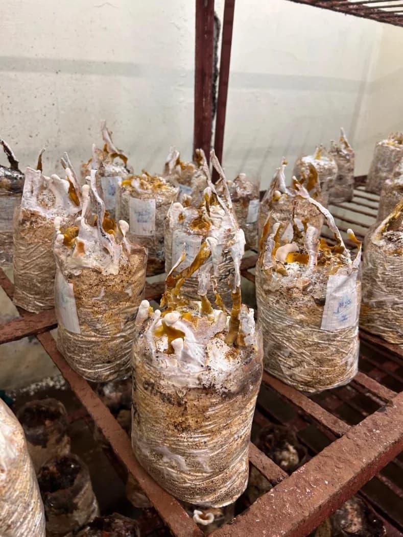 Mushroom farm and training session